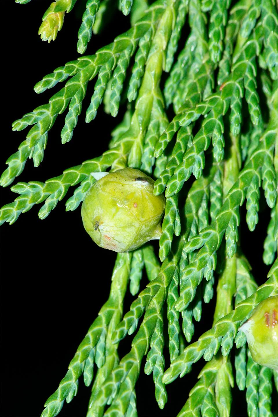 Cupressus nootkatensis. Кипарис Cupressus sempervirens. Кипарис вечнозеленый (Cupressus sempervirens). Кипарисовик нутканский хвоя. Вечнозеленое хвойное