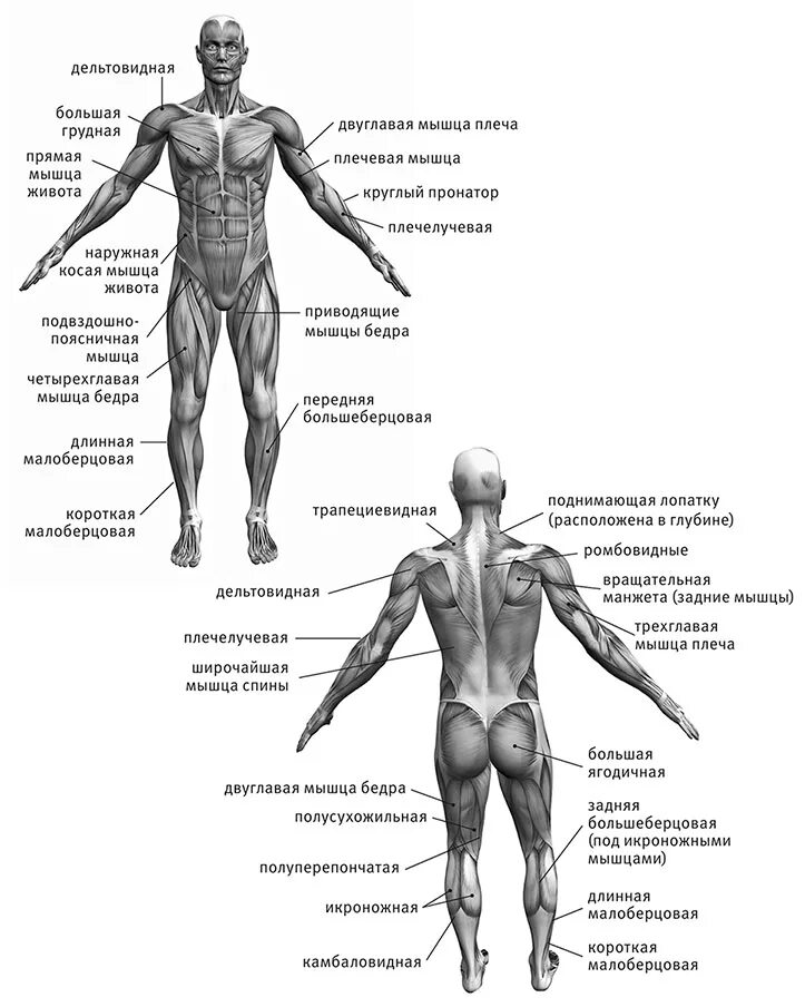 Мышцы тела. Основные мышцы человека. Двуглавая мышца схема. Мышцы туловища и конечностей 8 класс. Главная мышца тела