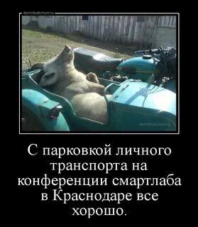 Свинья анекдоты