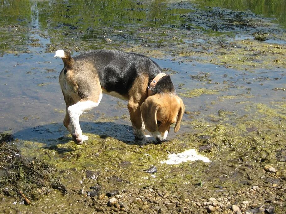 Сколько собака может без воды. Грязный Бигль. Бигль в воде. Бигль у речки. Собака в воде.