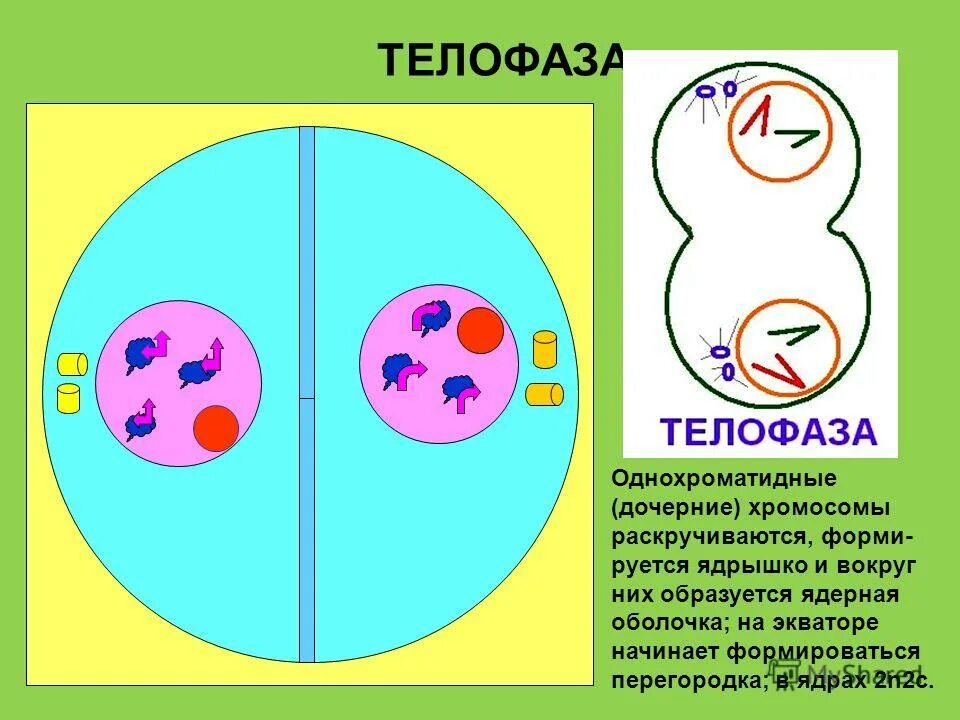 Скорость деления клетки