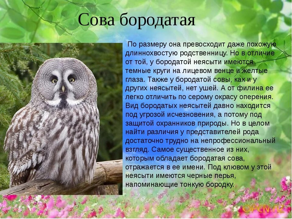 Бородатая неясыть. Описание Совы. Информация о сове. Сова рассказывает. Текст про сову