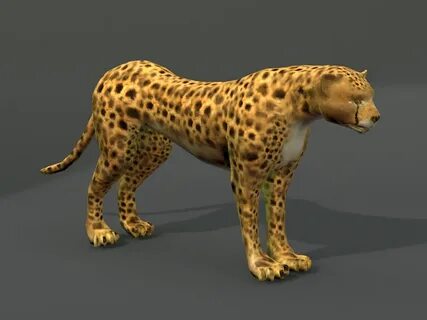 Animal models