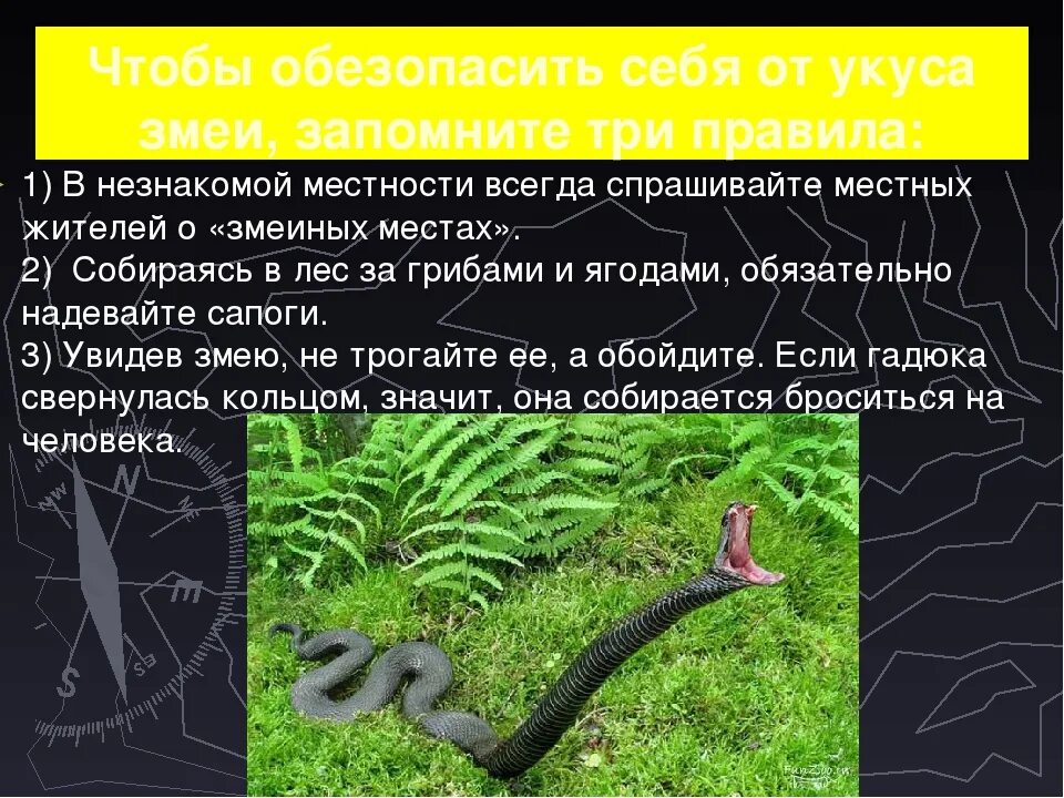 При укусе змеи запрещается. Безопасность от змей. как уберечься от змеи в лесу. профилактика укусов змей. сообщение на тему укусы змей.