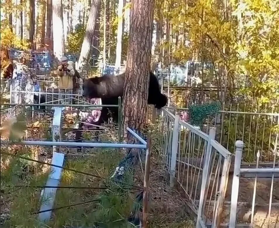 Мурманск мурмашинское кладбище застрелили 4 медведя фото A Bear Came To A Man’s grave And Roared Loudly. The Reason Why Scared The World