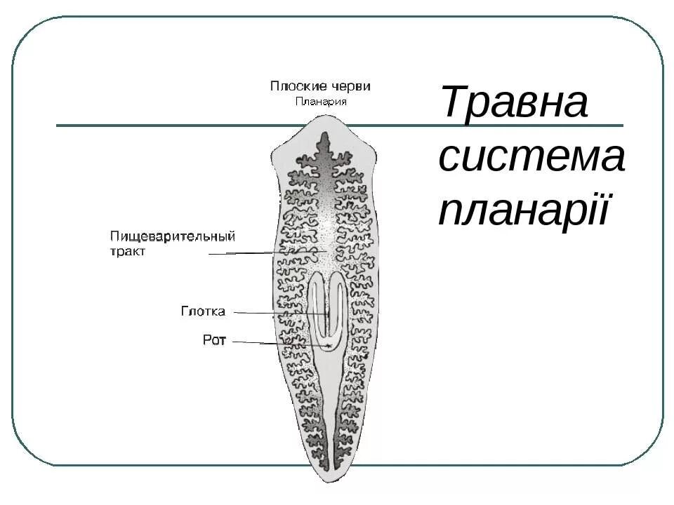 Плоские черви простейшие. Пищеварительная система белой планарии. Молочная планария пищеварительная система. Системы органов планарии. Плоский червь планария строение.