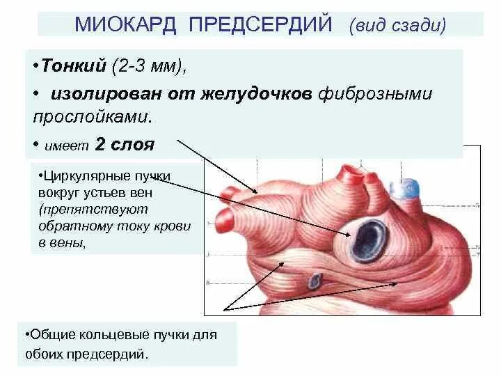 Какая функция предсердий. Какая функция предсердий
