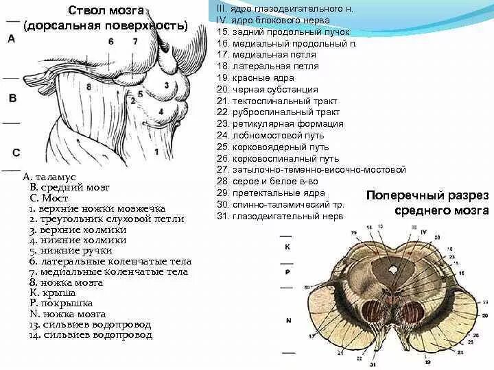 Дорсальная поверхность мозга. Вентральная поверхность ствола головного мозга. Средний мозг заднелатеральная поверхность. Ствол мозга схема. Верхние и нижние холмики среднего мозга.