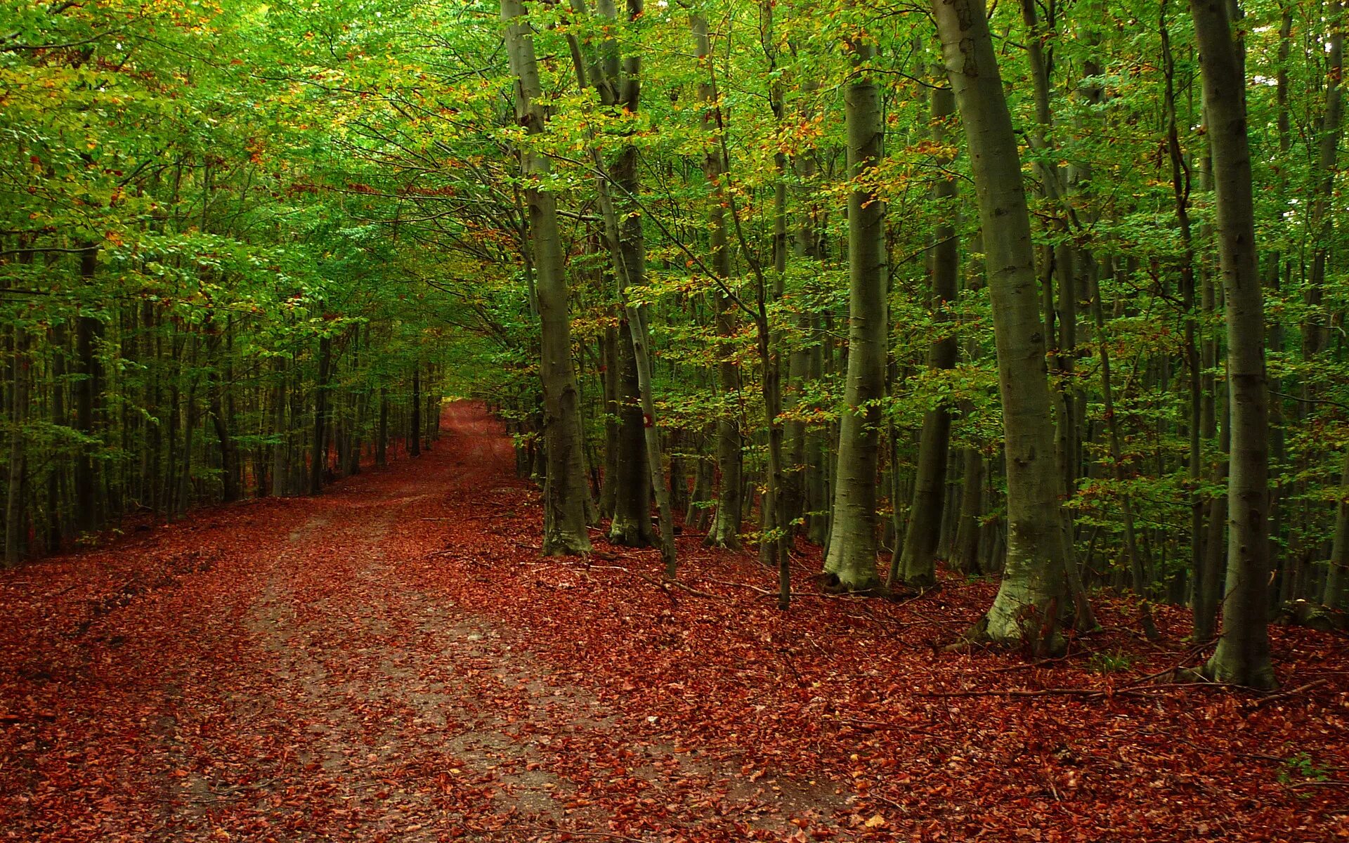 Красный лес участок. Фон леса. Природа леса. Фото леса. Широкоформатные обои лес.