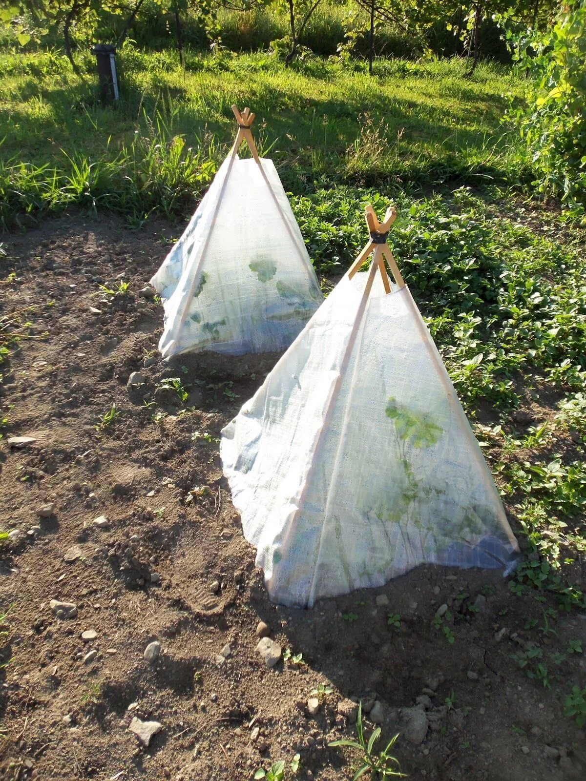 Укрытие колпак. Парник для огурцов. Небольшой парник для огурцов. Укрытие для огурцов. Теплица из подручных материалов.