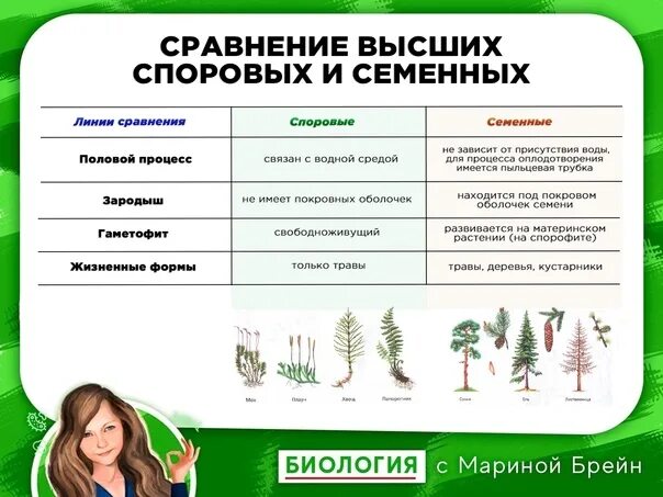 В чем сходство и различие высших. Размножение споровых и семенных растений егэ. высшие споровые растения таблица. сравнение высших споровых. споровые и семенные растения таблица.