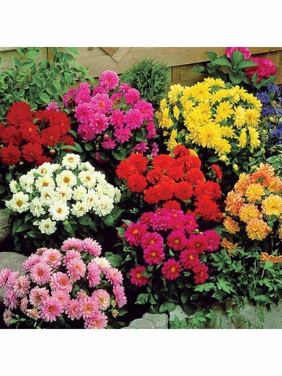 Высадка рассады георгинов в открытый грунт Plants, Garden