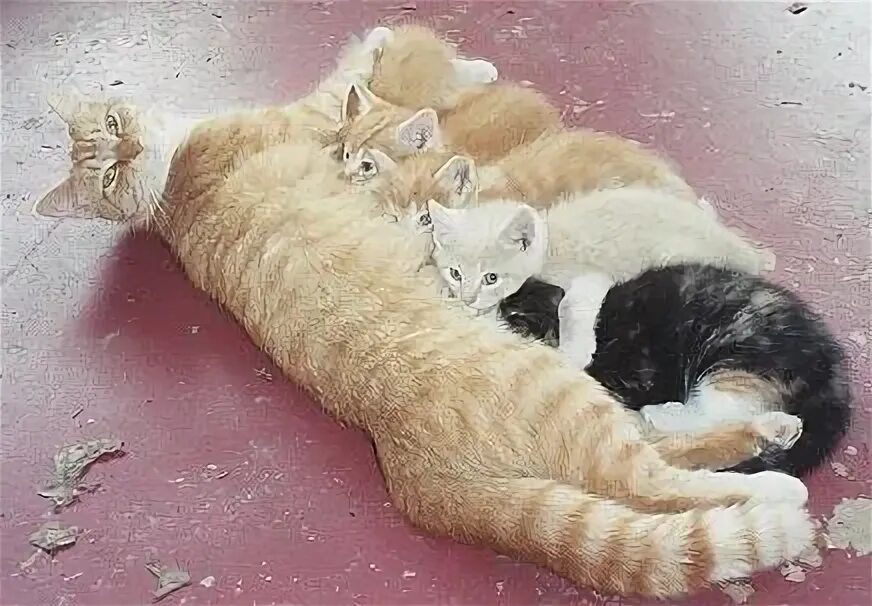 Как долго кошка может быть. Кошка антигона 19 котят. кошки рекордсмены. рекорд жизни кошки. кошка родившая 420 котят.