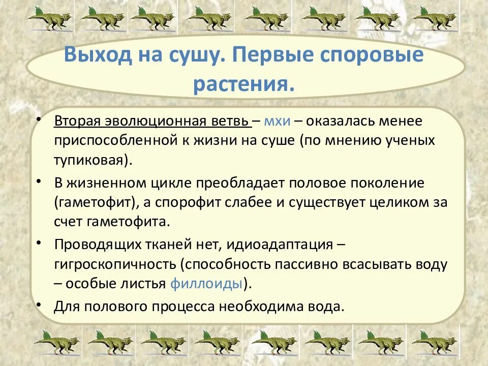 Тупиковая ветвь эволюции растений. Ризоиды у псилофитов. Мхи тупиковая ветвь. Первые споровые растения. Тупиковая ветвь эволюции растений.