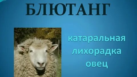 Лихорадка овец