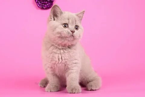 Лиловый кот