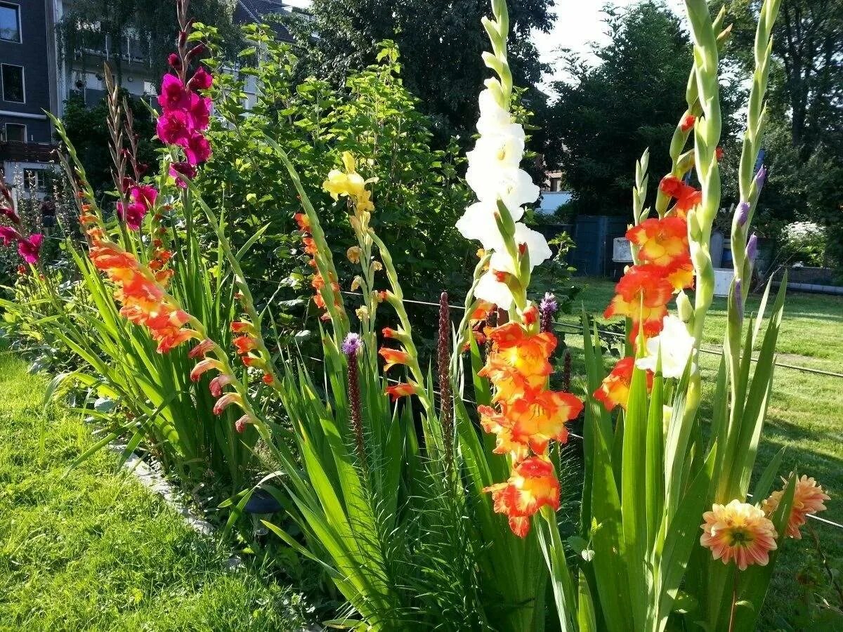 Гладиолус или Шпажник (Gladiolus) - выращиваем на клумбе!