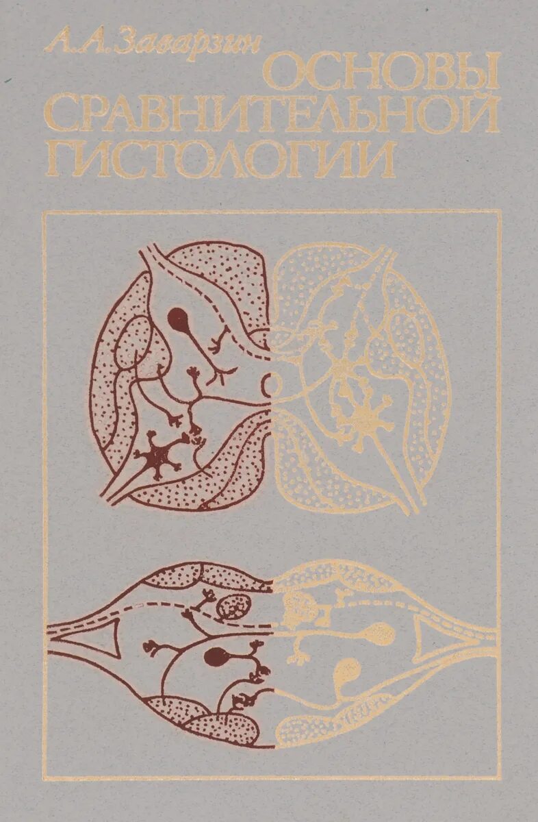 Заварзин спбгу. Сравнительная гистология животных. Сравнительная гистология. Основные этапы эмбрионального кроветворения таблица. Сравнительная гистология.