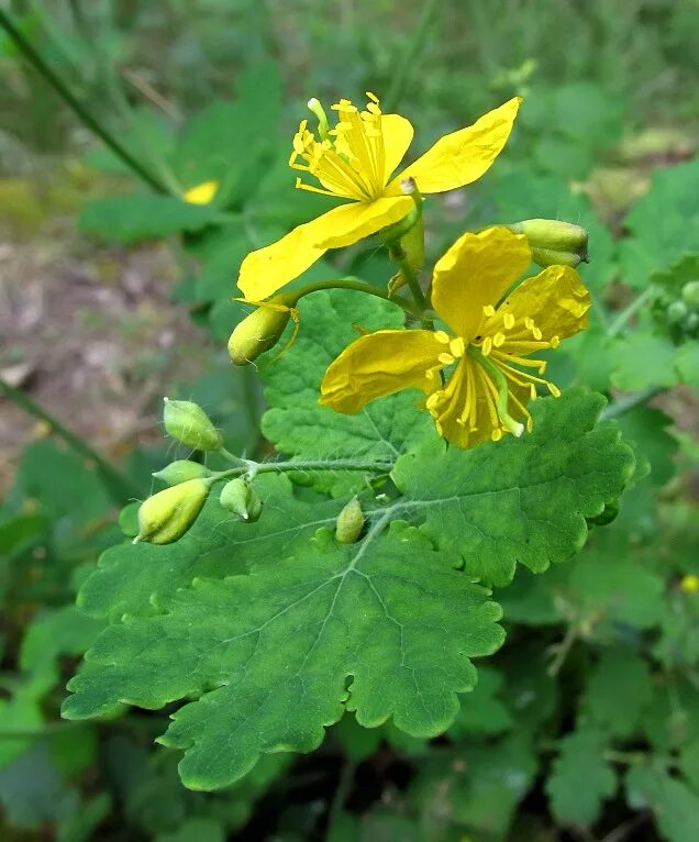 Чистотел большой (Chelidonium majus l.). Chelidonium majus гербарий. Трава чистотела ГФ.