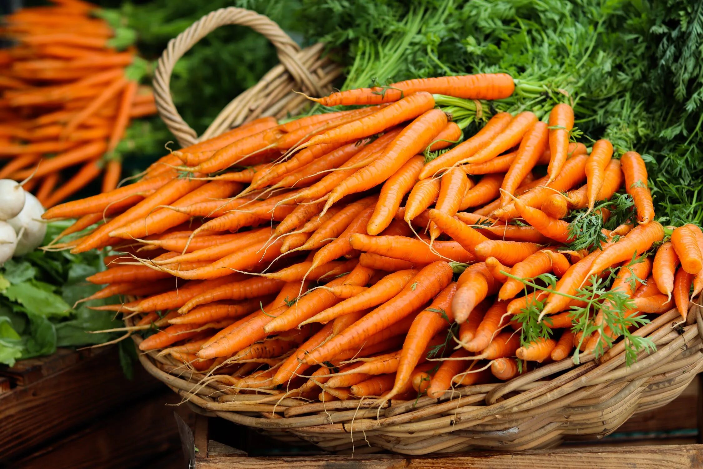 Carrot vegetable. Морковь. Много моркови. Корзинка с морковью. Морковь картинка.