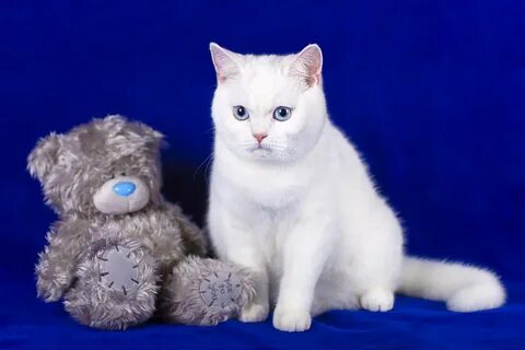 Белый кот бискас