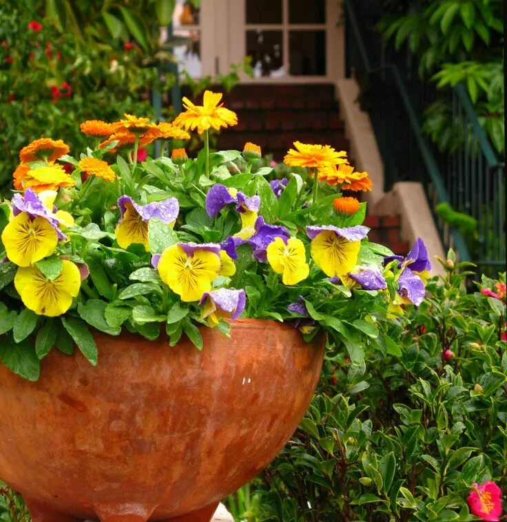 Garden flowers перевод. Циния горшечная. Циния в вазонах. Анютины глазки в палисаднике. Анютины глазки в кашпо.