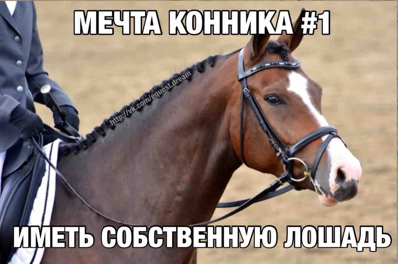 Слова конников. Смешные открытки с лошадью. Мемы про конников. Слова конников. Мемы про лошадей и конников.