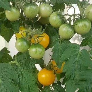 Томат микадо черный