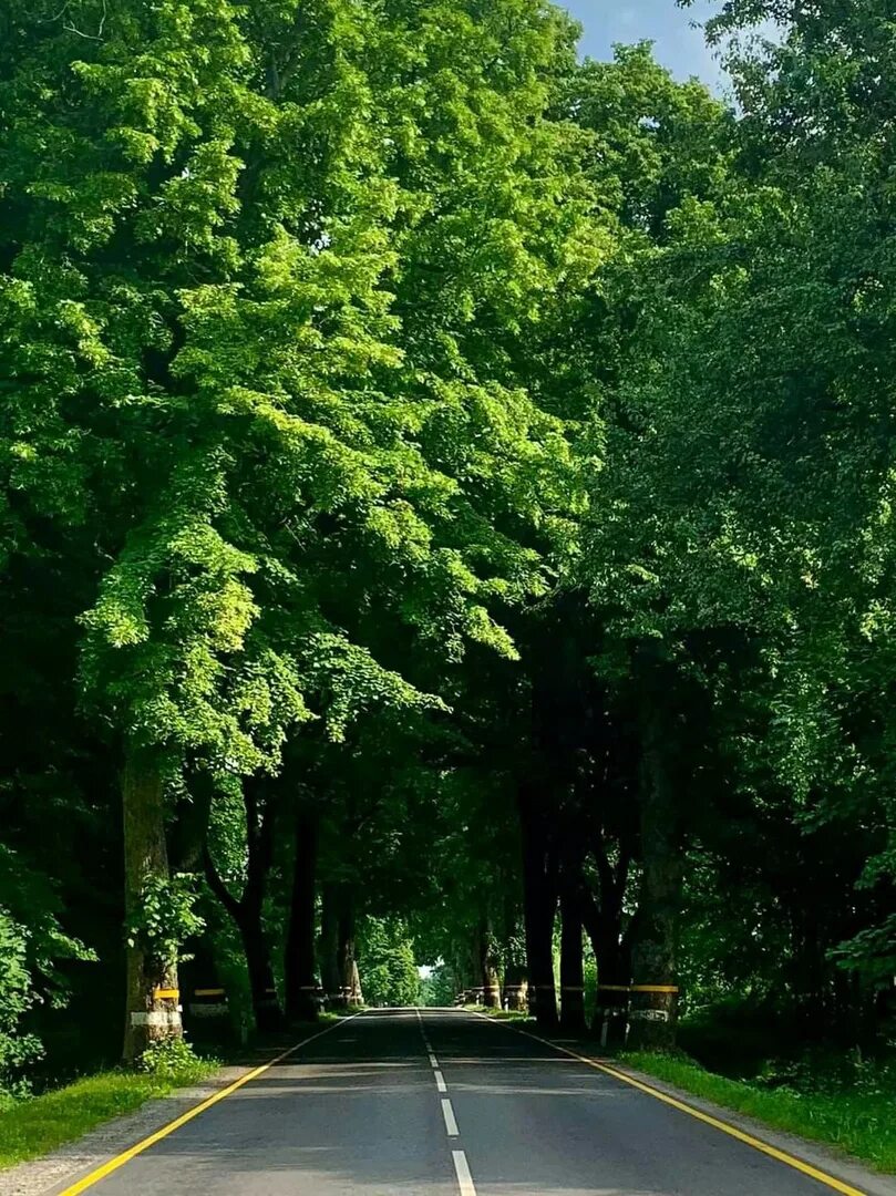 Зеленый Калининград. Калининградская область зелено. Зелёный тоннель в Калининградской области. Зеленый тоннель в Петергофе.