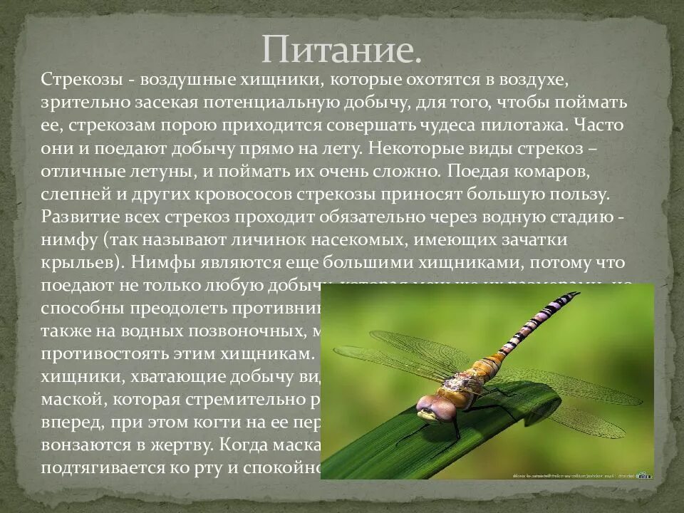 Тип питания стрекозы
