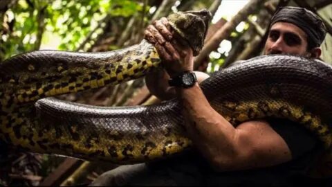 Big snake's