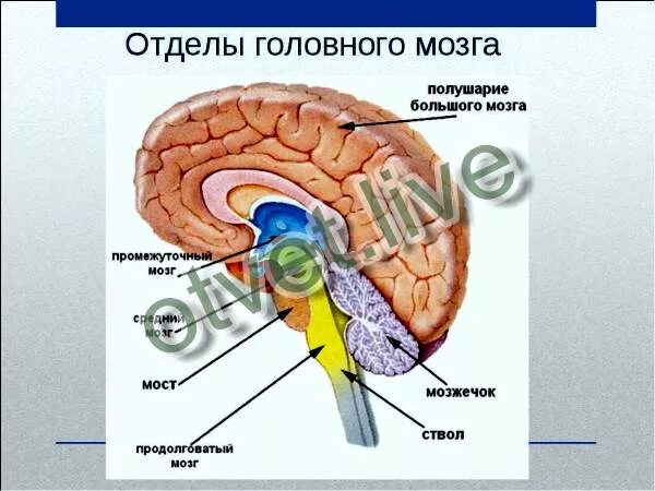 Отделы мозга в правильном порядке. Расположите отделы головного мозга в правильном порядке. Отделы мозга начиная от спинного. Последовательные отделы головного мозга начиная от спинного. Правильная последовательность расположения отделов ствола головного мозга