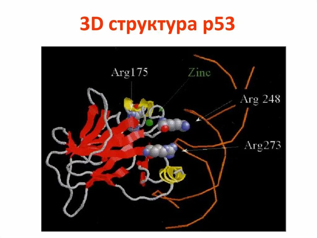 Состав d3. P53 структура. P53 строение. Строение p. Структура p.