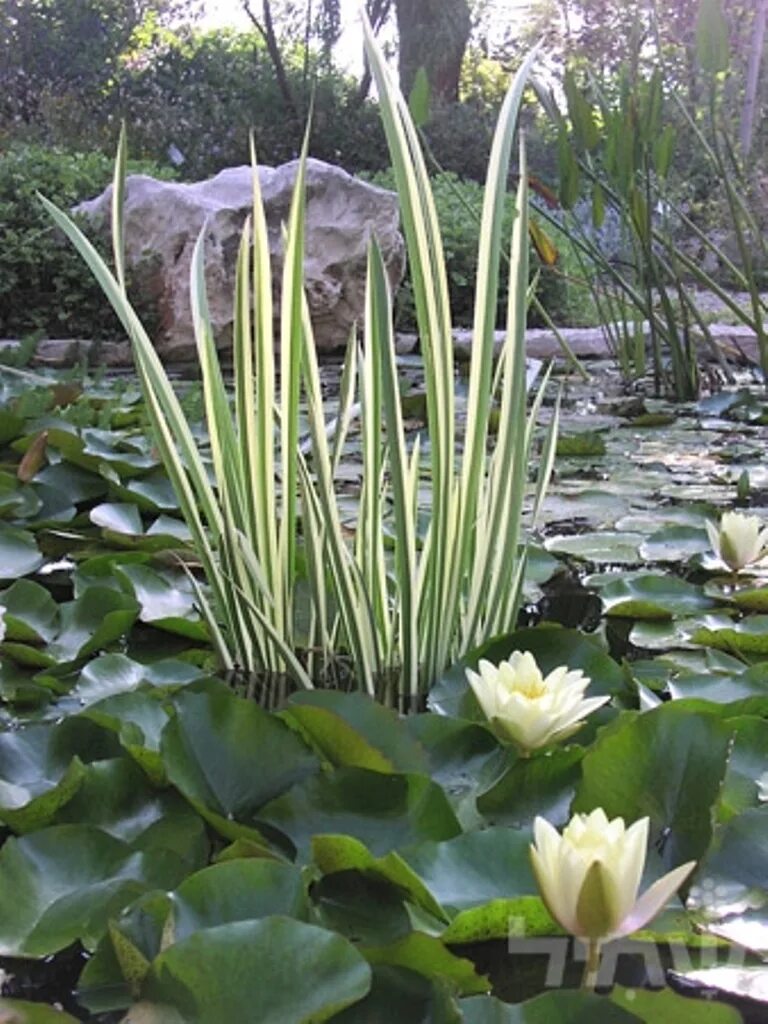 АИР болотный variegata. АИР болотный variegatus. АИР болотный (Acorus Calamus). АИР обыкновенный Вариегатус.