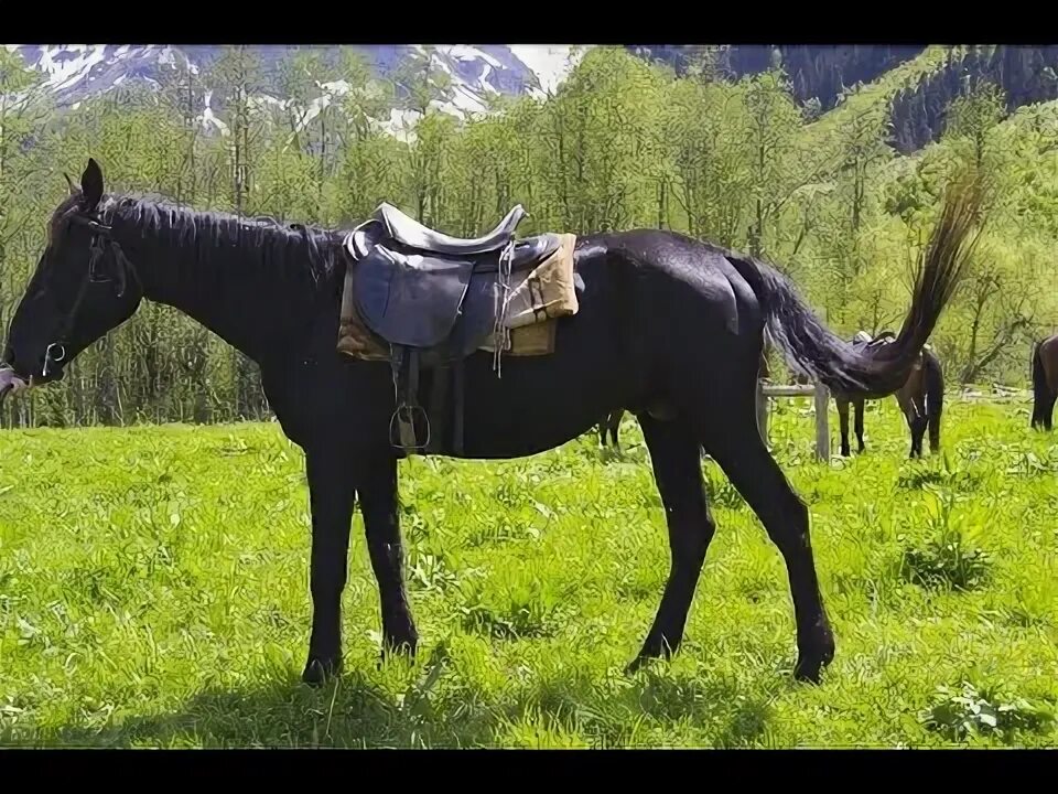 Карачаевский конь. Карачаевский жеребец габар. Караковая карачаевская лошадь. Кабардинская порода шагди. Сармат лошадь карачаевской породы.