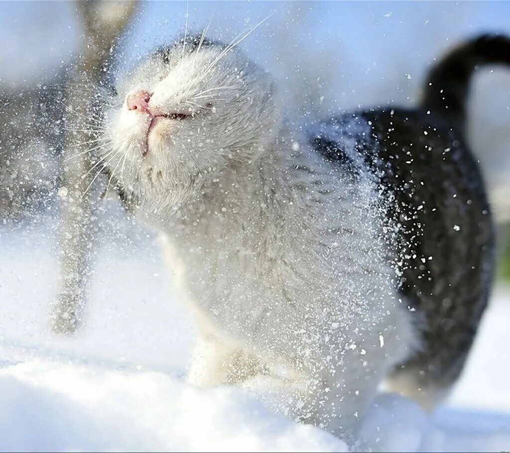 Снег отлично. Довольный кот в снегу. Кот радуется снегу. Котик под снегом. Кот под Снегопадом.