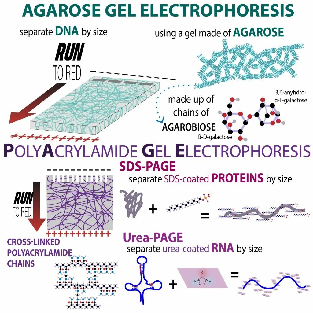 Agarose Gel Electrophoresis. SDS Protein Assay. Электрофорез белков в полиакриламидном геле. Лекция SDS.