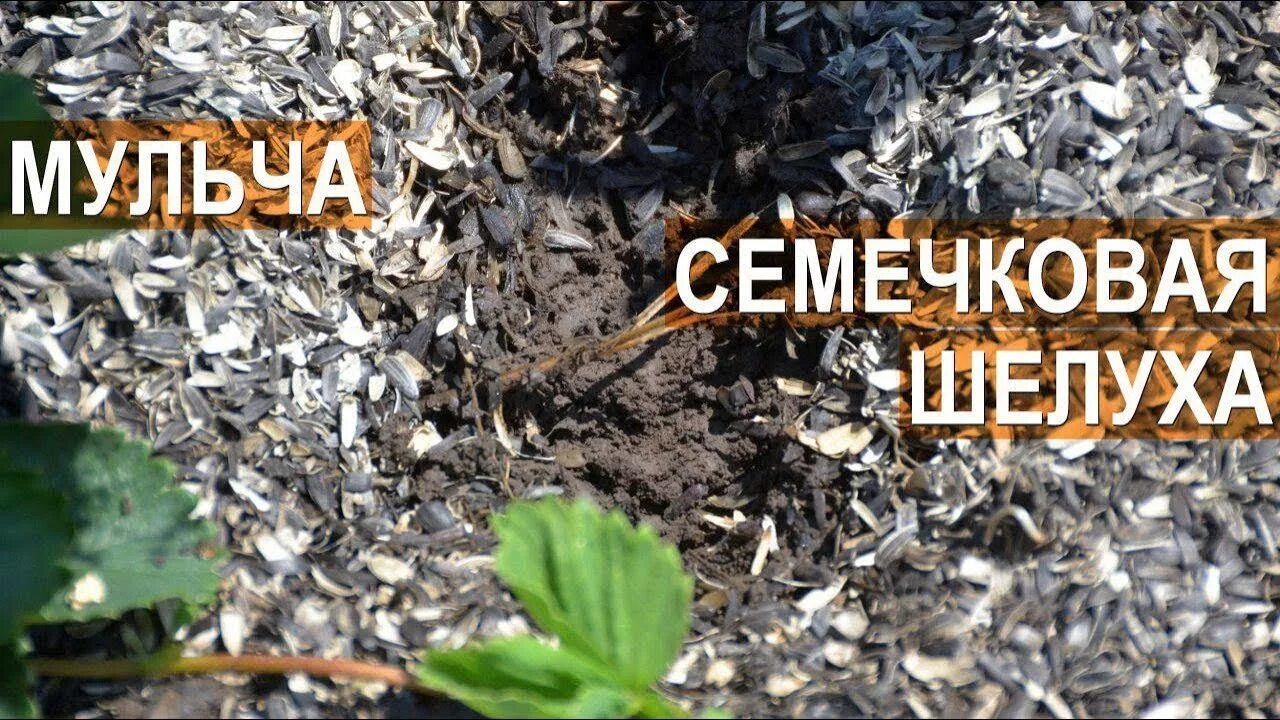 Шелуха как удобрение как применять. Мульчирование шелухой подсолнечника. мульчирование лузгой подсолнечника. шелуха для мульчирования. мульча семечковой шелухой.