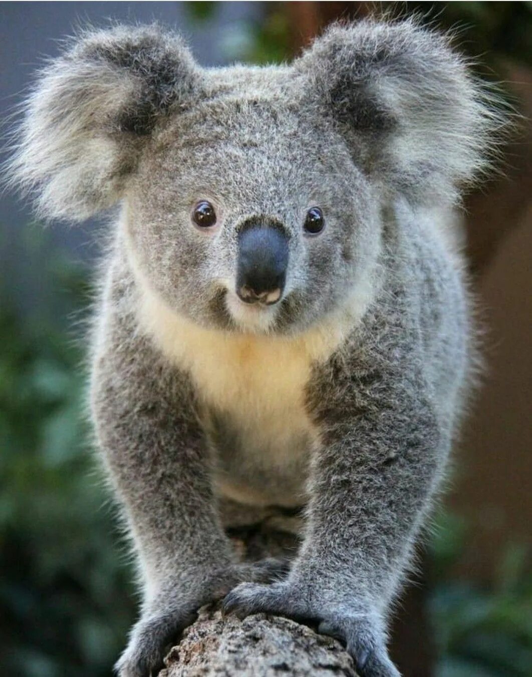Коала цвет. Животные Австралии коала. Сумчатый медведь коала Австралия. Карликовая коала. Мишка коала.
