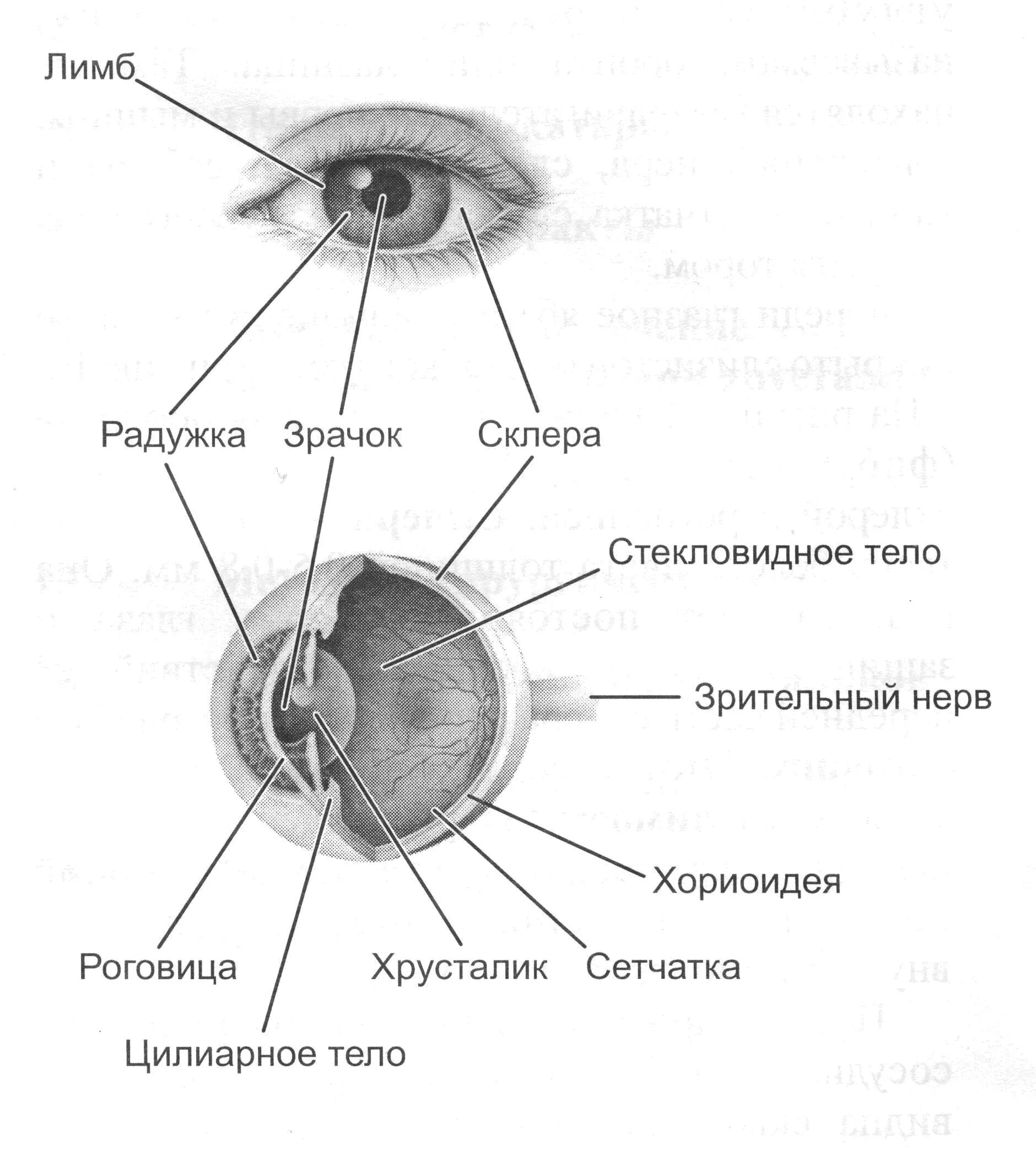 Элементы глаза. Структура глаза человека схема. Строение человеческого глаза схема. Строение глазницы с глазом анатомия. Строение глаза с подписями человека анатомия.