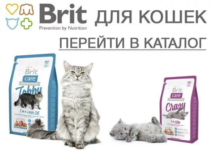 Брит кеа. Брит премиум Кеа для кошек. Brit Premium логотип. Brit корм для кошек реклама. Brit Care линейки для кошек.