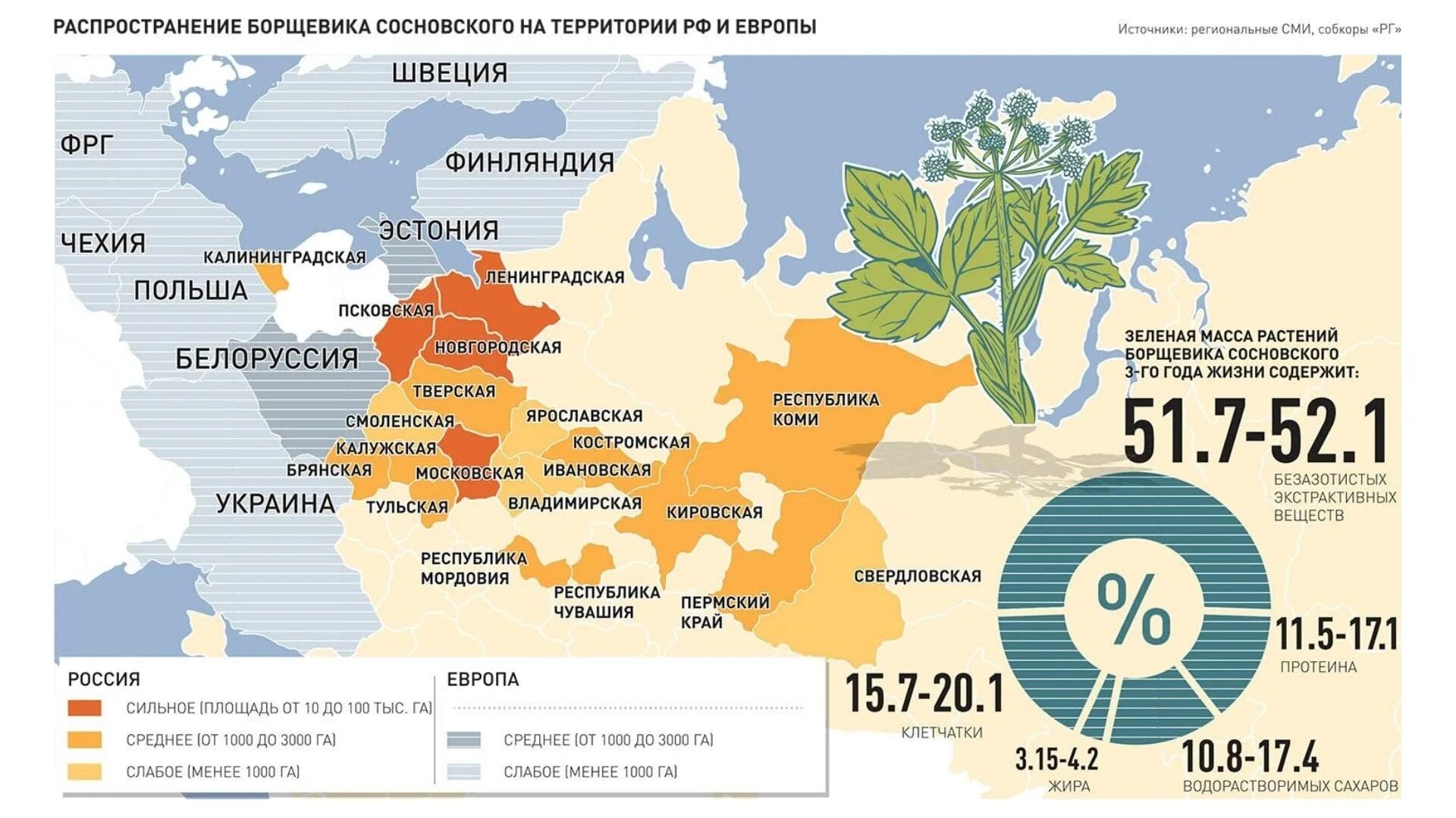 На какой территории в борьбе с. Карта распространения борщевика Сосновского. Карта распространения борщевика Сосновского в России. Ареал распространения борщевика Сосновского. Ареал распространения борщевика Сосновского в России.