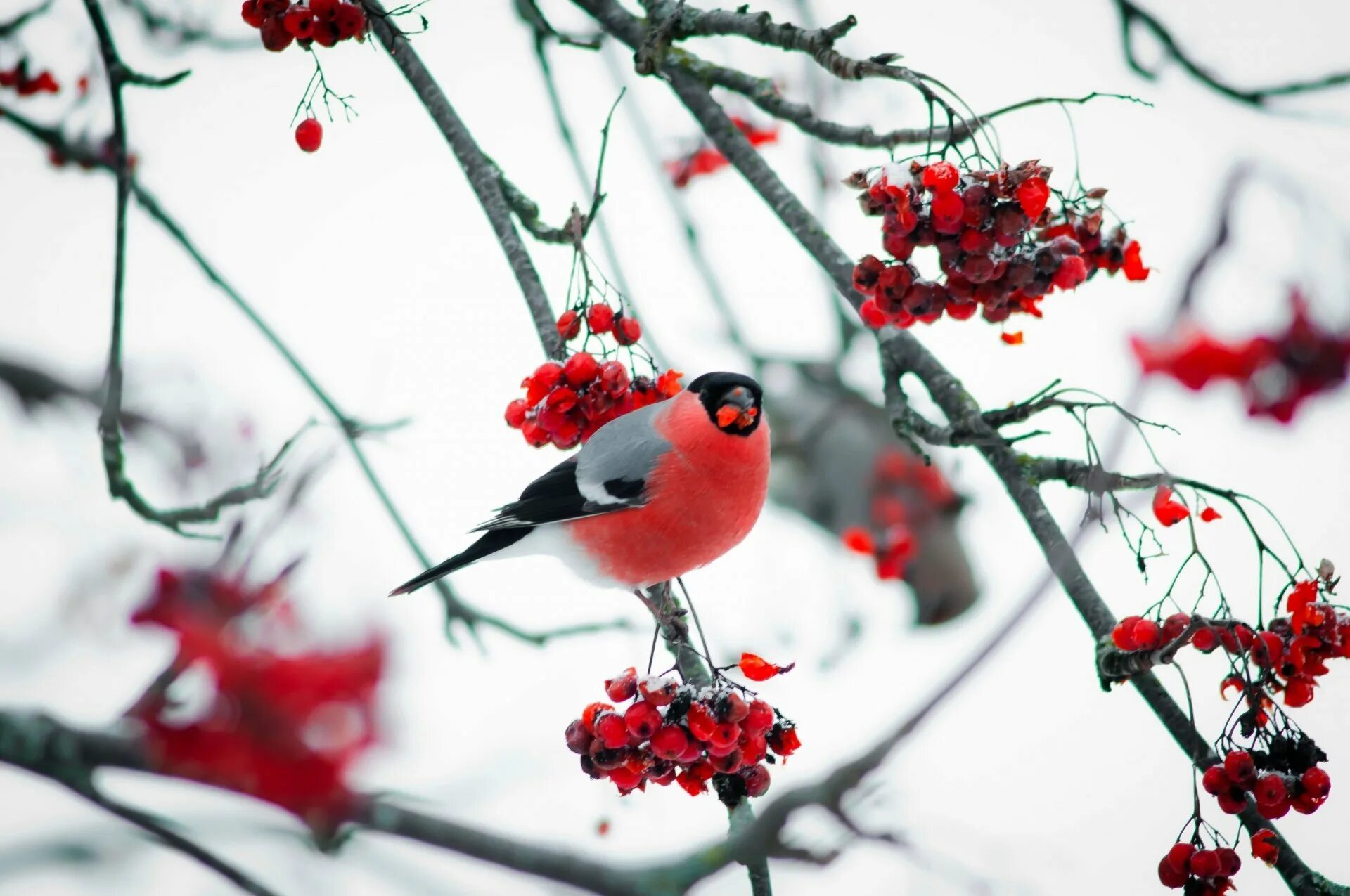 Уссурийский снегирь. Птицы в зимнем лесу. Снегири зимой. Красноголовый снегирь. Снегирь птица.
