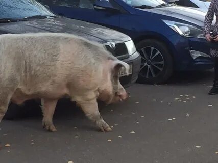 Суровый хряк