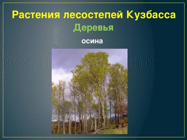 Кустарники тайги. Деревья кузбасса. Культурные деревья кузбасса. Сосна кедровая сибирская. Кедровые леса кузнецкого алатау.