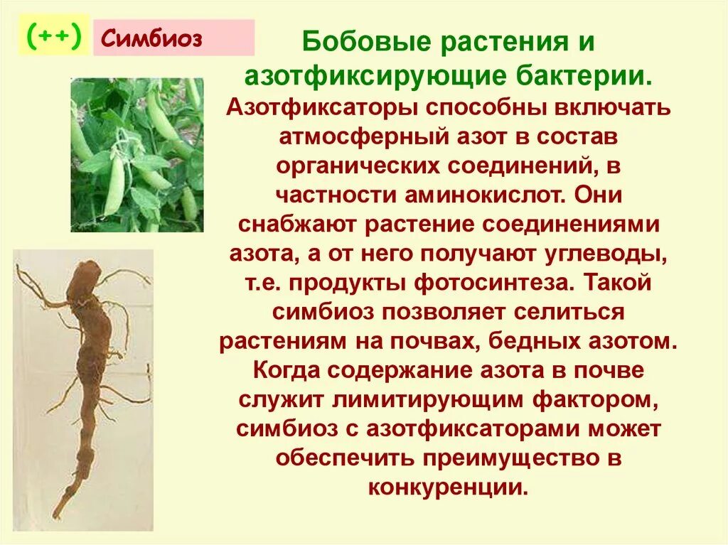 Симбионтом человека является. Бобрвые растения и азотофиксирующие юактерии. Бактерии симбионты бобовых растений. Бобовые растения бактерии азотфиксаторы Тип взаимоотношений. Азотфиксирующие симбиозы.