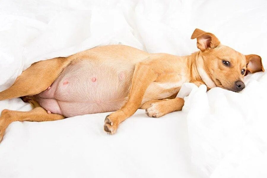 Ложная беременность у собак. Беременность мелких пород