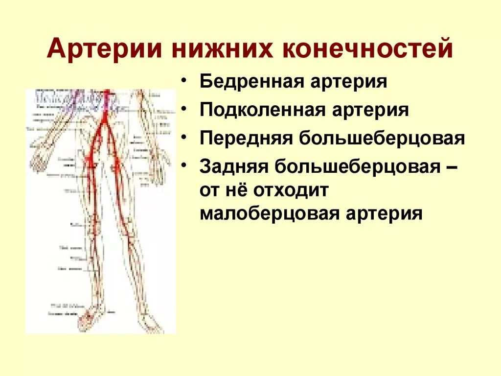 Артерии нижней конечности бедренная