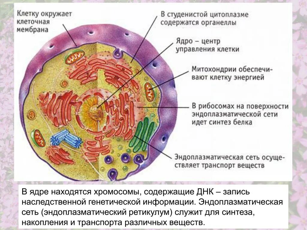 Ядро составляет примерно. Строение клетки животного организма. Основные части клетки анатомия. Строение клетки человека рисунок. Строение человеческой клетки рисунок.