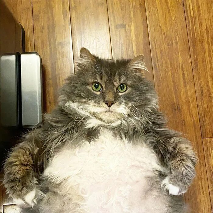 Pin by Hải Anh Đoàn on Animals Cute cat memes, Funny cats and dogs, Cats